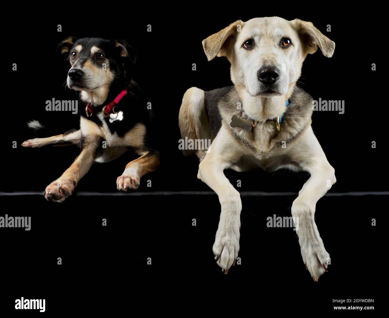 Due cani di razza incrociata, ritratto studio, Regno Unito Foto Stock