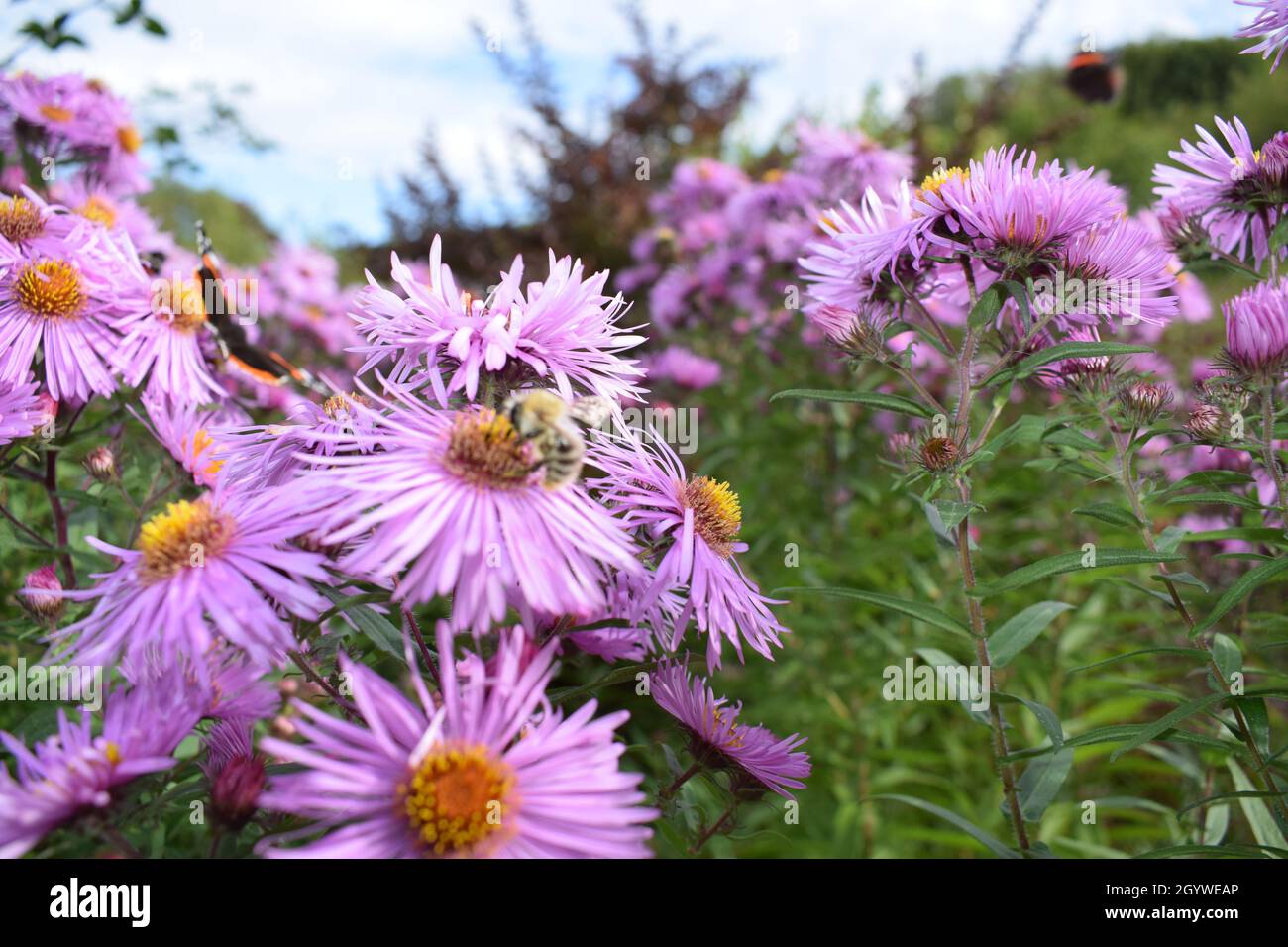 ape di lana su fiore viola Foto Stock