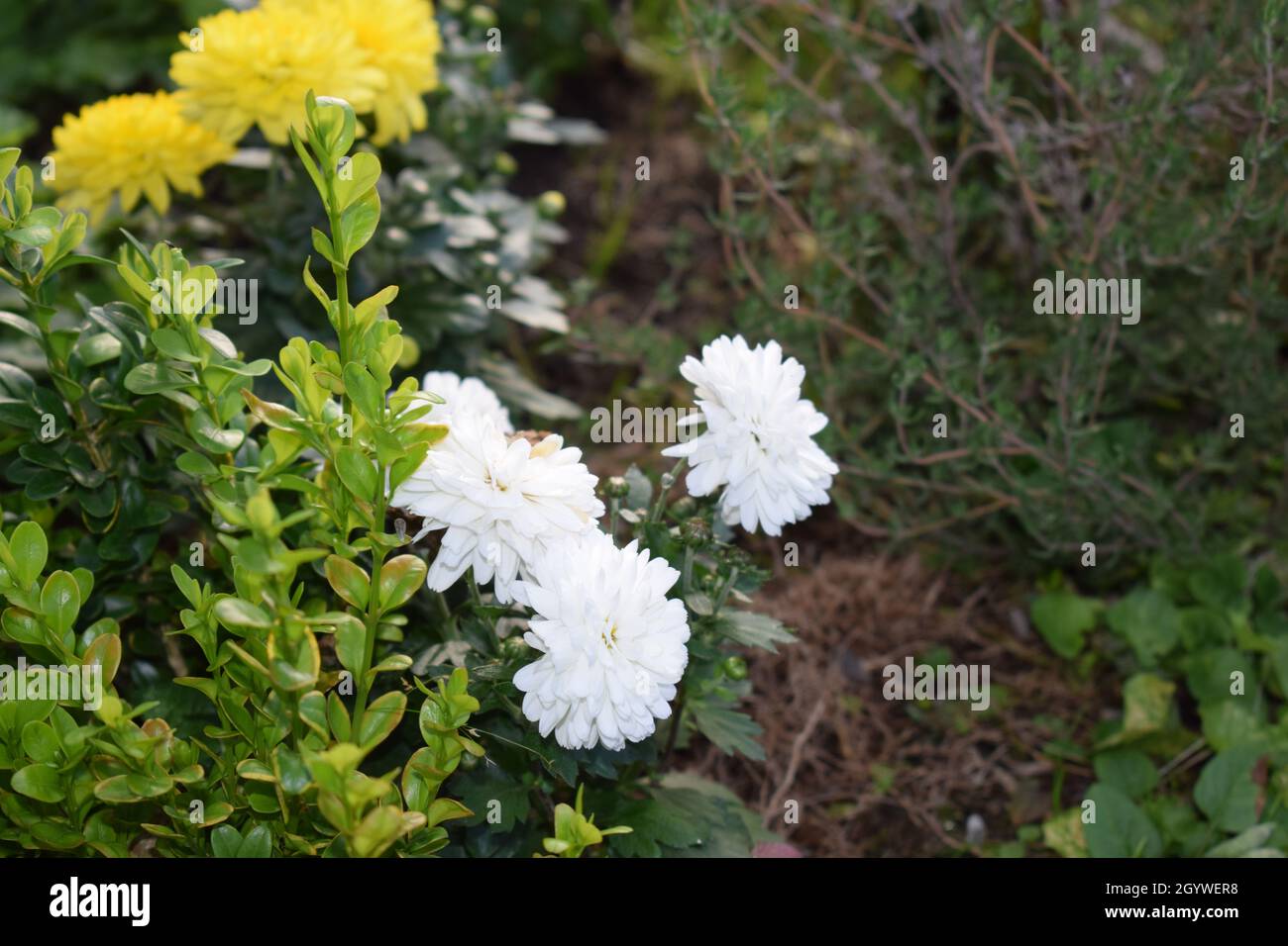 autunno fiore chrysanthemum fiori Foto Stock