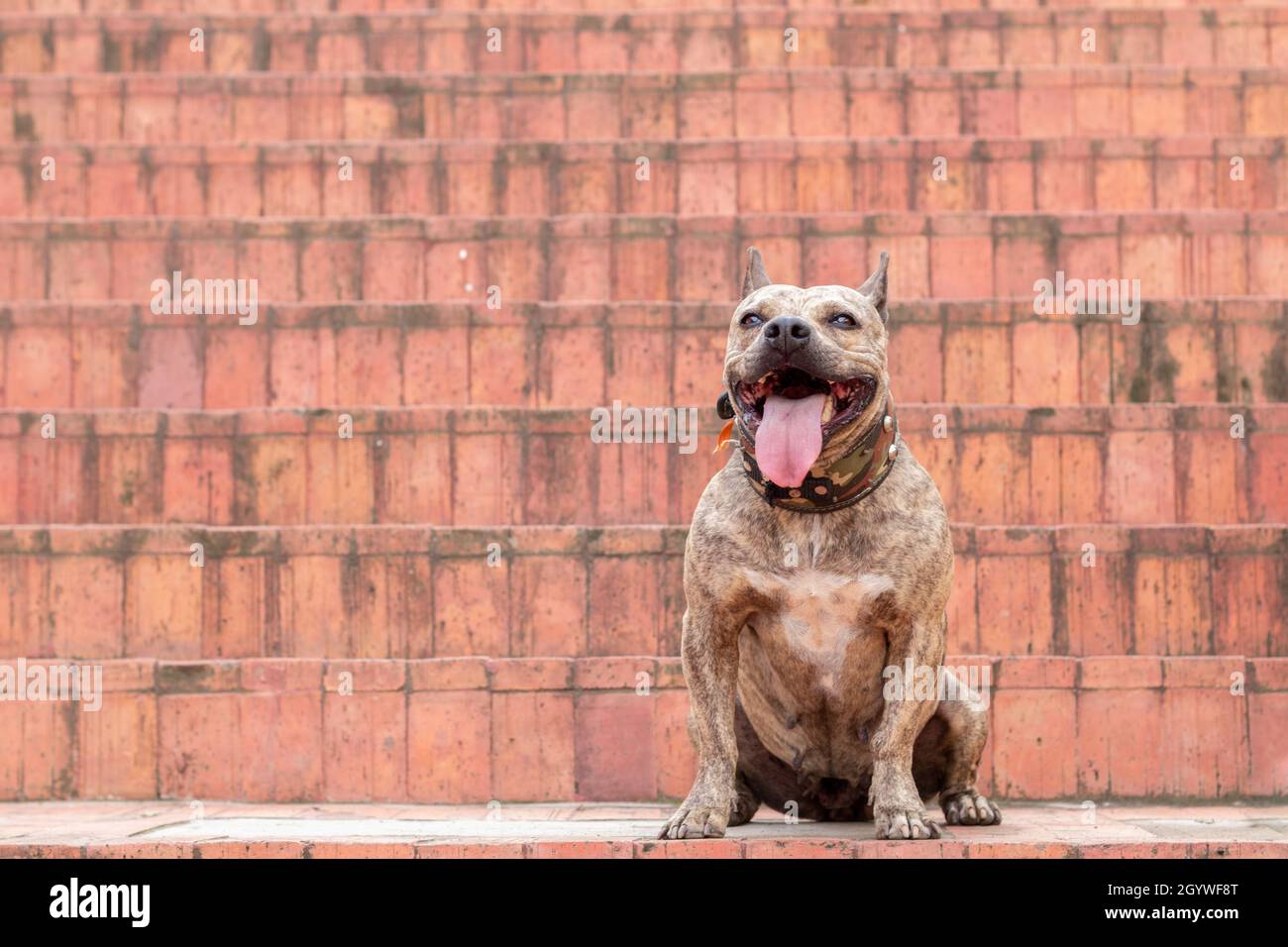 Pitbull brindle marrone seduto sulle scale. Pitbull sorridente che si aggirava la lingua. Cane innocuo. Cane muscolare. Foto Stock