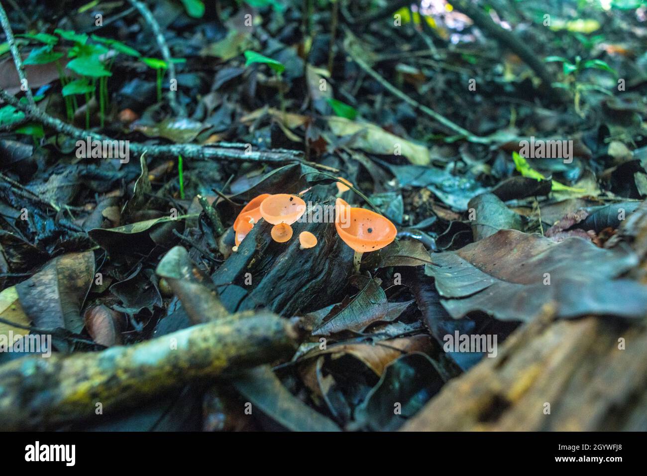 Funghi nella giungla intorno alle rovine di Palenque, Messico Foto Stock