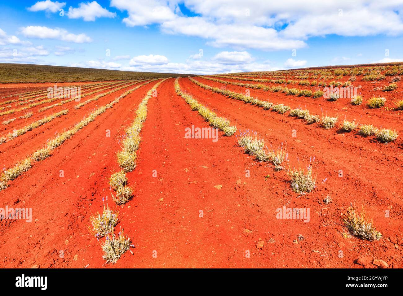 Terreno rosso della fattoria di lavanda della Tasmania con piante giovani che crescono nel campo sotto il cielo blu. Foto Stock