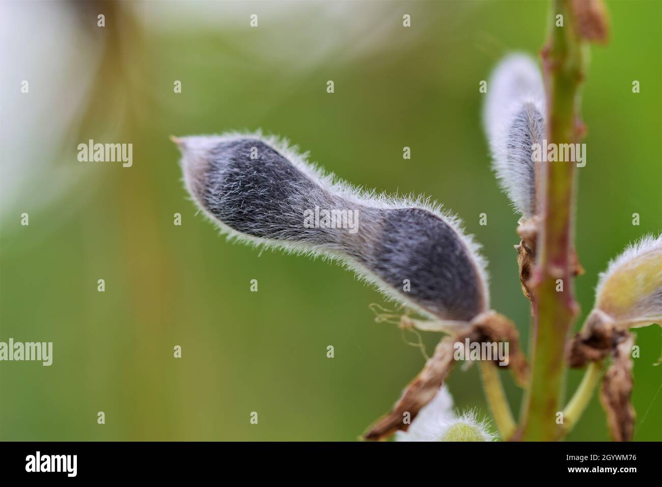 Primo piano di un baccello nero maturo di lupino su uno sfondo verde sfocato Foto Stock