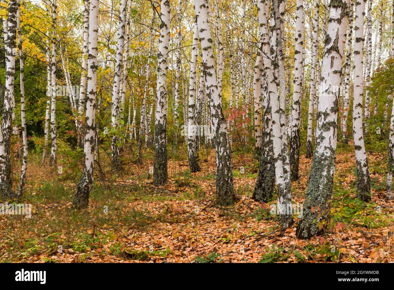 Bella foresta di betulla autunno. Paesaggio russo calmo d'oro. Foglie gialle, sottili tronchi di alberi neri bianchi. Il concetto di autunno dorato, l'atmosfera Foto Stock