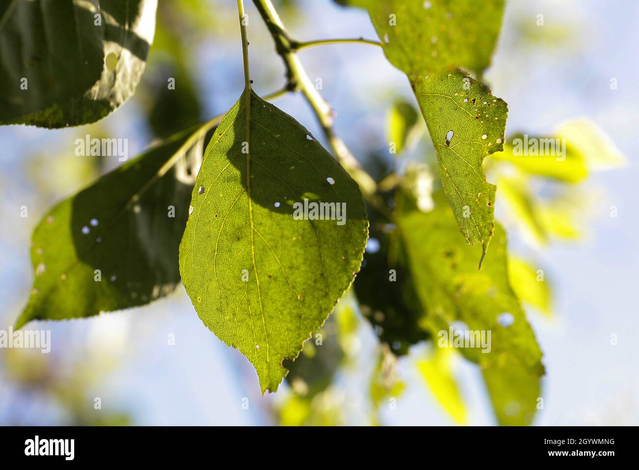 Afidi foglia danneggiata da parassiti e malattie. La colonia di Aphidoidea danneggia gli alberi nel giardino mangiando le foglie. Pericoloso peste di piante coltivate che mangiano succo vegetale. Foto Stock