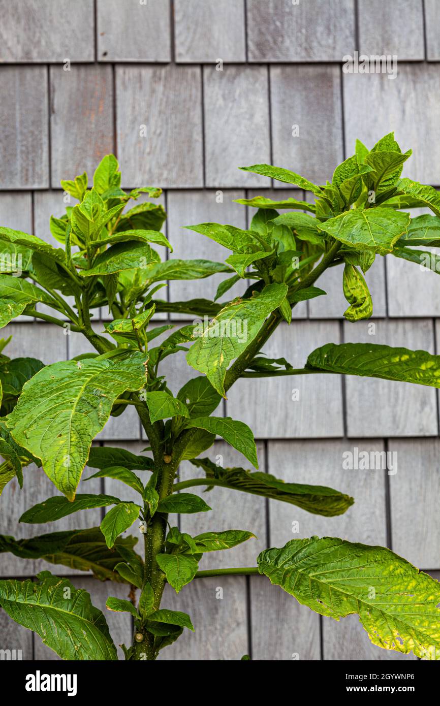 Grande pianta verde che cresce all'aperto contro un esterno grigio di legno di un edificio a Steveston British Columbia Canada Foto Stock