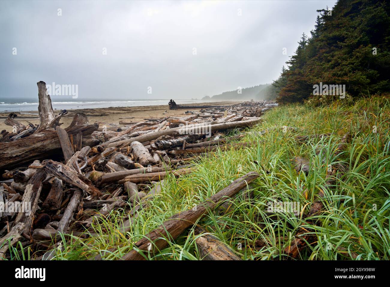 Spiaggia costiera all'inizio di Ericsons Bay Trail, Olympic National Park, Washington, USA Foto Stock