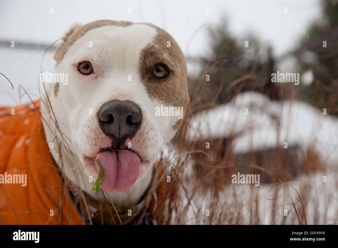 Cane primo piano con TLounge fuori avendo appena mangiato un po 'di erba Foto Stock