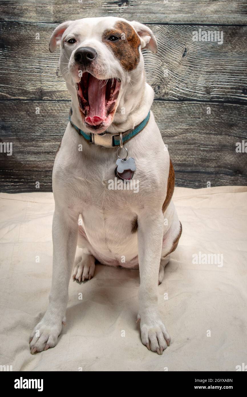 Giovane razza mista principalmente Pit Bull Puppy Dog Yawning Studio Shot Foto Stock