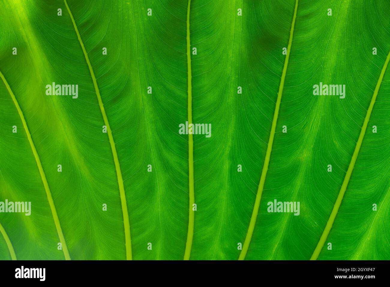 abstract di foglia verde vibrante, trama di sfondo, sfondo simmetrico per disegno grafico, primo piano Foto Stock