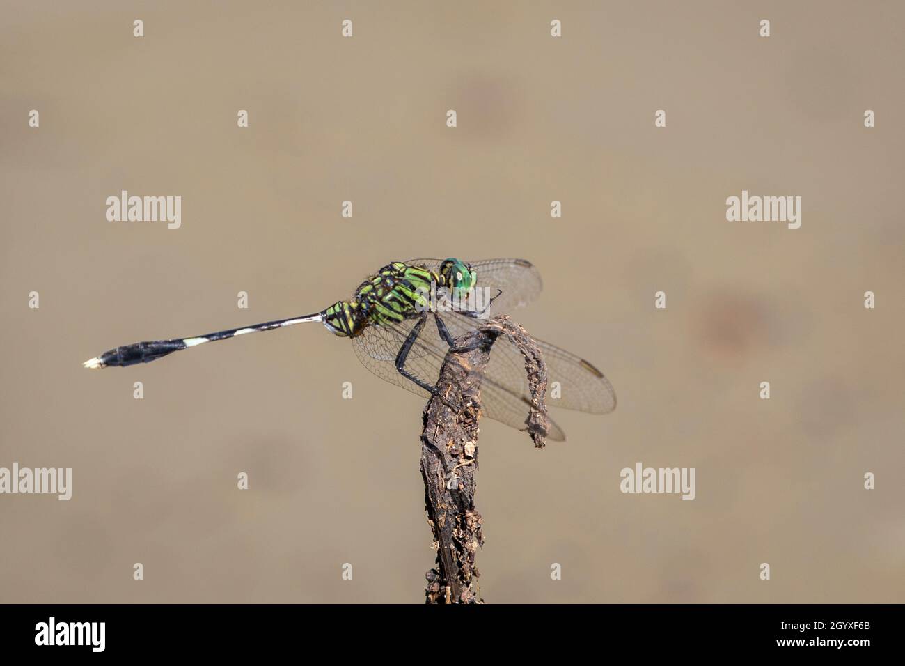Immagine di verde skimmer dragonfly (Orthetrum sabina) su rami secchi su sfondo naturale. Insetto. Animale. Foto Stock