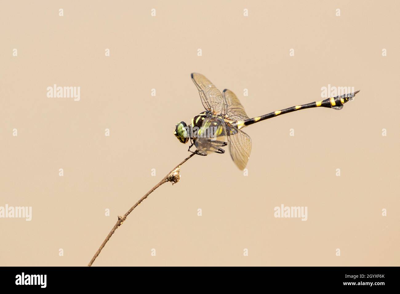 Immagine di gomphidae dragonfly (Ictinogomphus Decoratus) su rami secchi su sfondo naturale. Insetto. Animale. Foto Stock