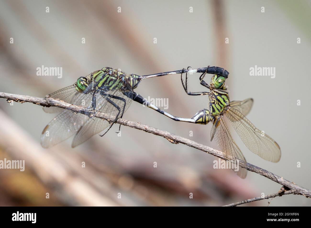 Immagine di verde skimmer dragonfly (Orthetrum sabina) si accoppiano su rami secchi su sfondo naturale. Insetto. Animale. Foto Stock