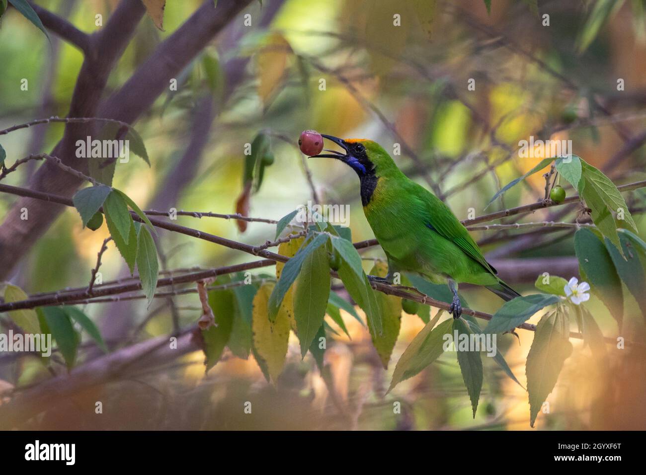 Immagine dell'uccello leafbird con facciata dorata (aurifroni Chloropsis) che mangia frutta su ramo su sfondo naturale. Uccelli. Animali. Foto Stock