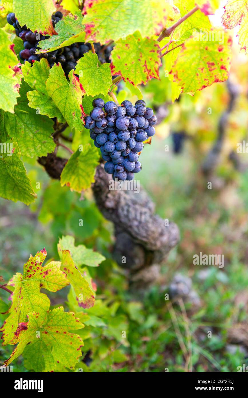 Uva Gamay e foglie di vite, Beaujolais Foto Stock