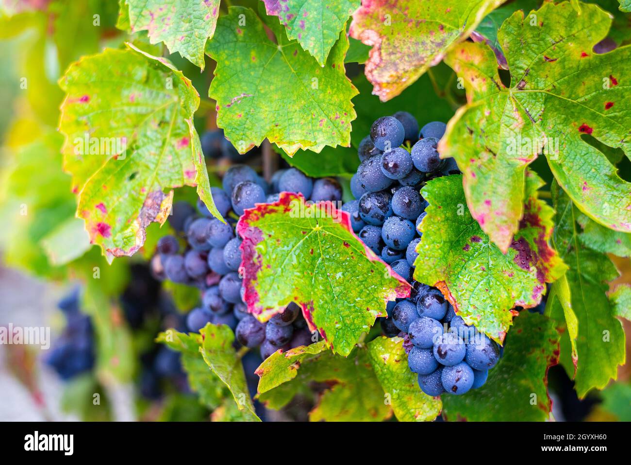 Uva Gamay e foglie di vite, Beaujolais Foto Stock