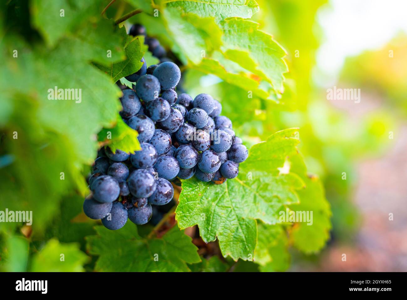 Uva Gamay e foglie di vite, Beaujolais Foto Stock