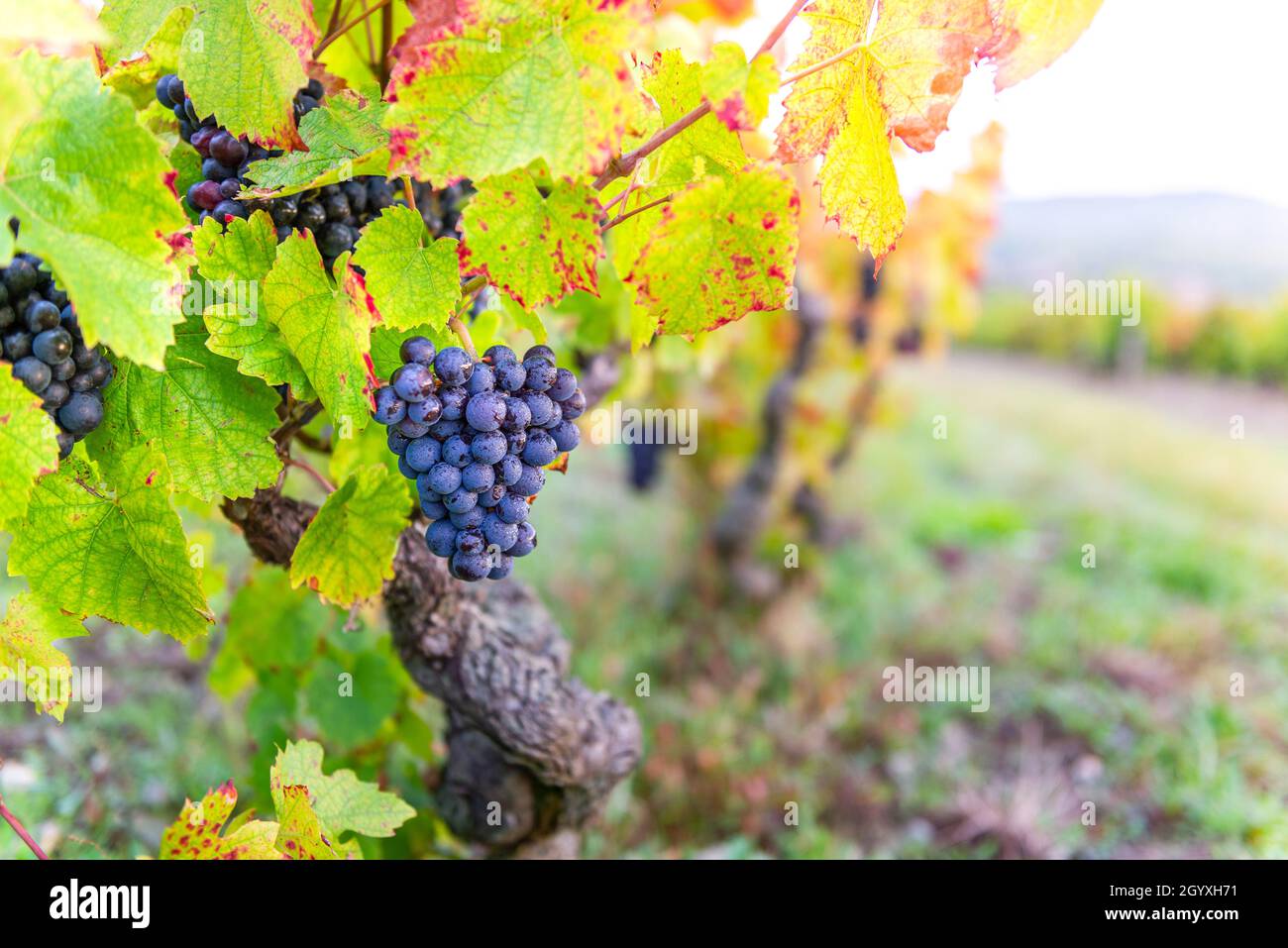 Uva Gamay e foglie di vite, Beaujolais Foto Stock