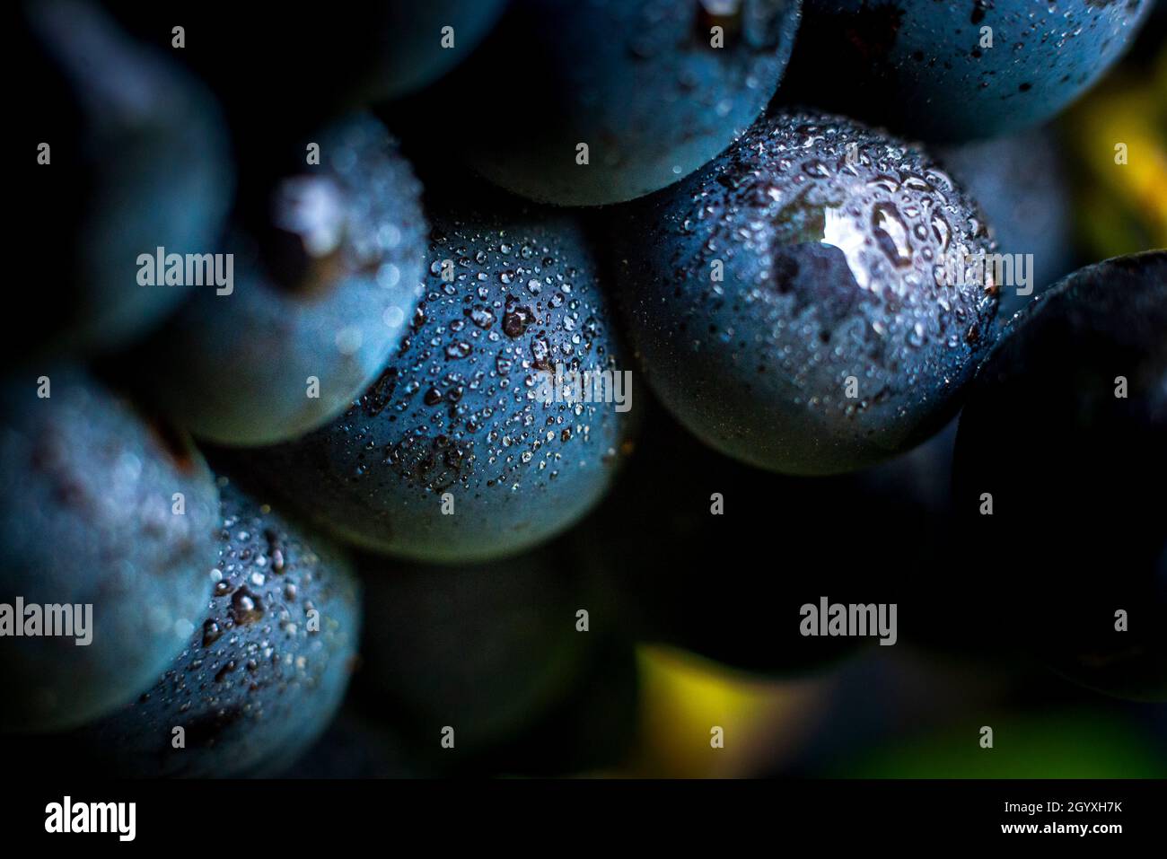 Uva Gamay con gocce d'acqua, Beaujolais Foto Stock