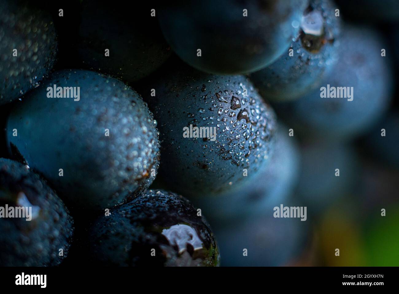 Uva Gamay con gocce d'acqua, Beaujolais Foto Stock