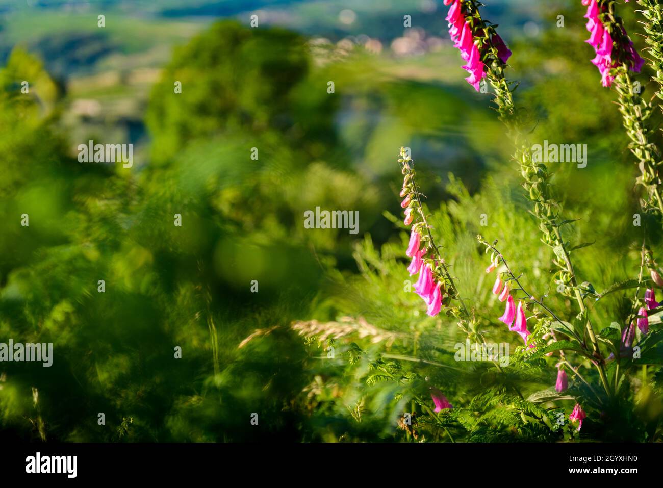 Digitalis Purpurea fiori al mattino Foto Stock