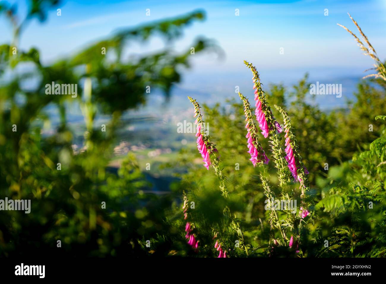 Digitalis Purpurea fiori al mattino Foto Stock