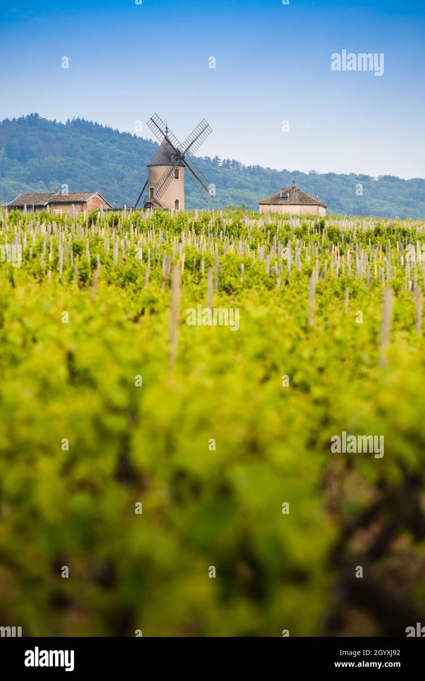 Mulino a vento e vigneti del Moulin-A-Vent a Beaujolais in Francia Foto Stock