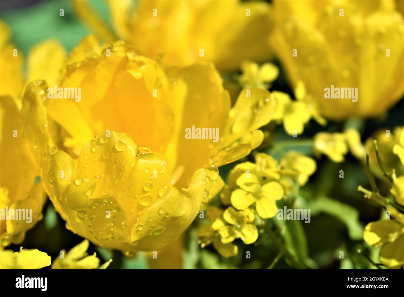 Goccioline d'acqua di rugiada su fiori gialli durante i momenti di quiete al mattino presto Foto Stock