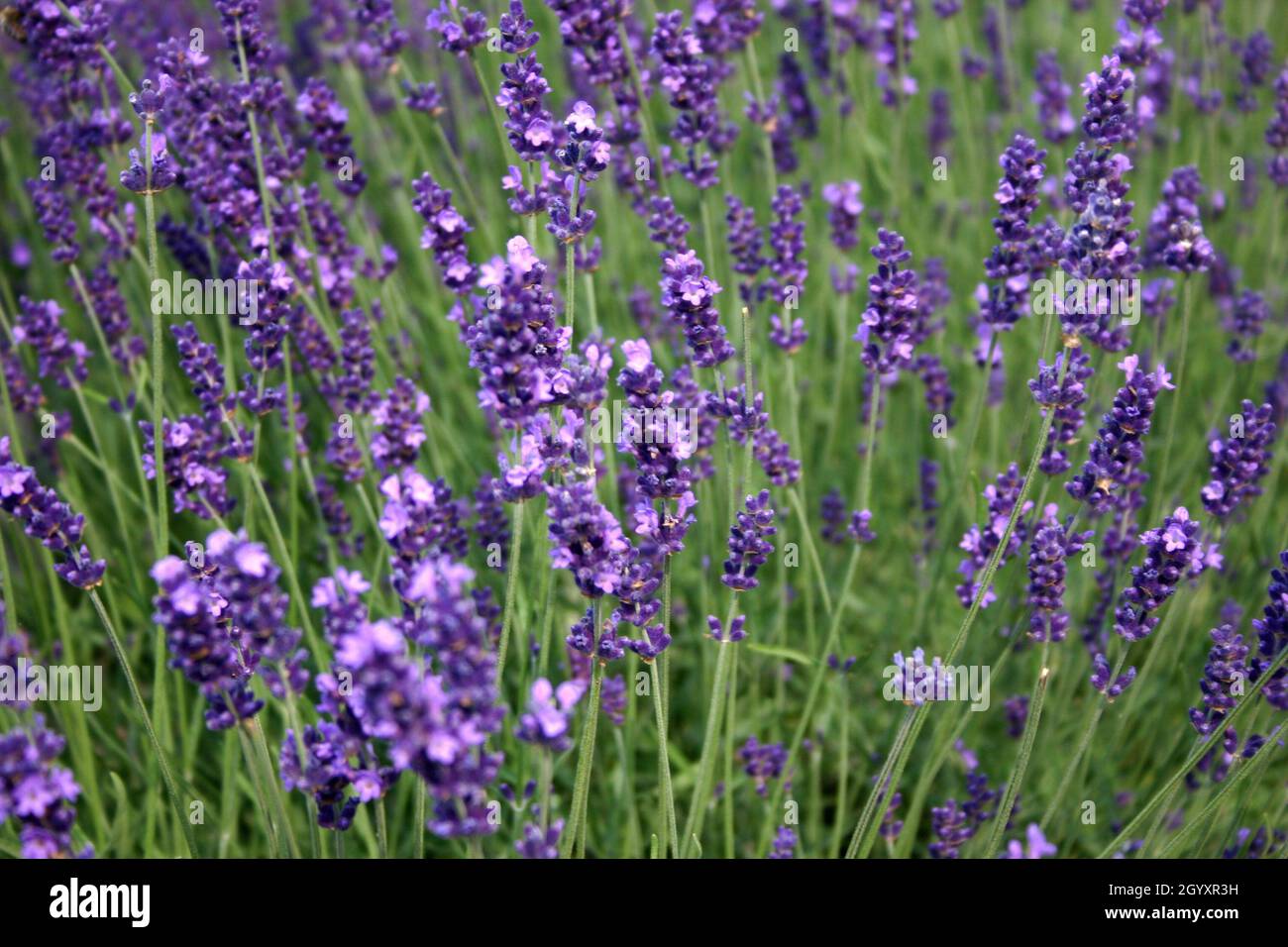 LAVANDA (LAVANDULA ANGUSTIFOLIA) CONOSCIUTA COME LAVANDA INGLESE O VERA LAVANDA. Foto Stock