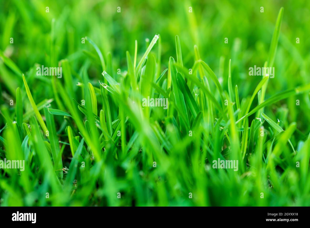 Primo piano erba verde in campo aperto, sfondo natura Foto Stock