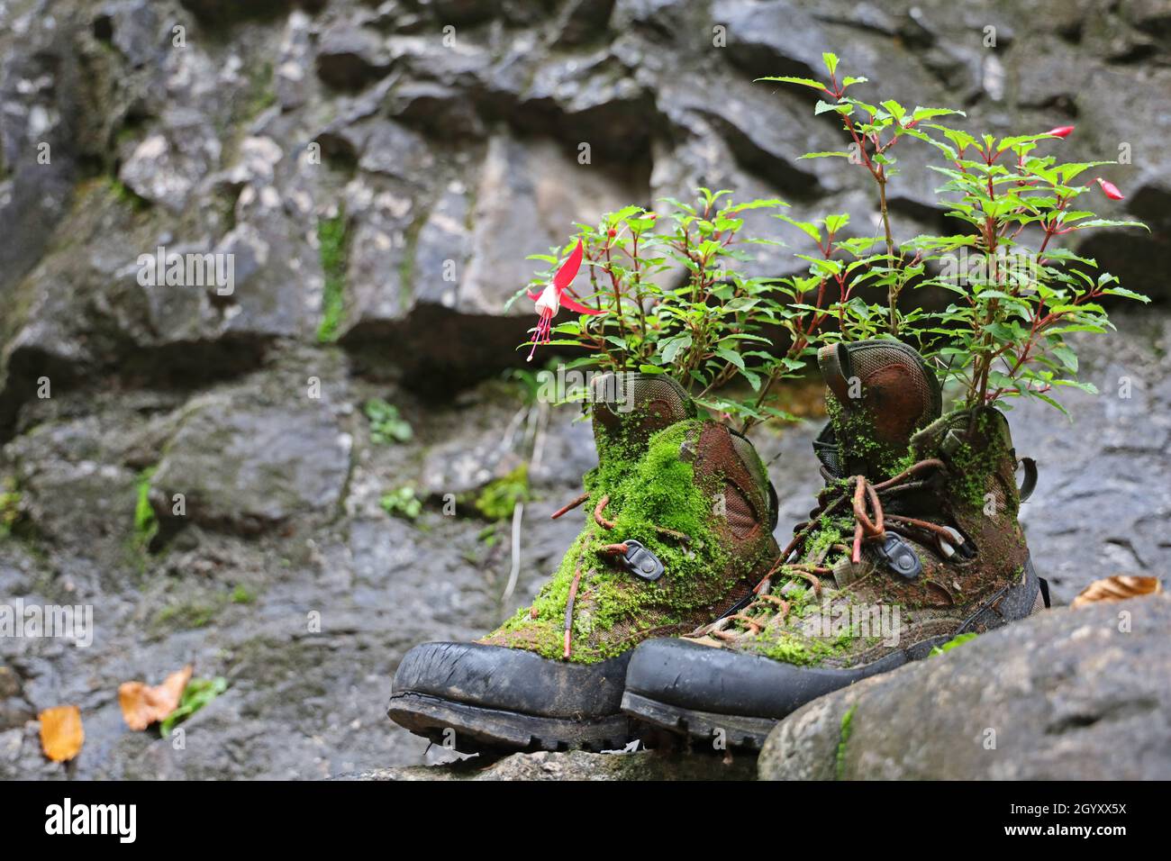 vecchi stivali da trekking piantati coperti in muschio su terra di montagna sassosa Foto Stock