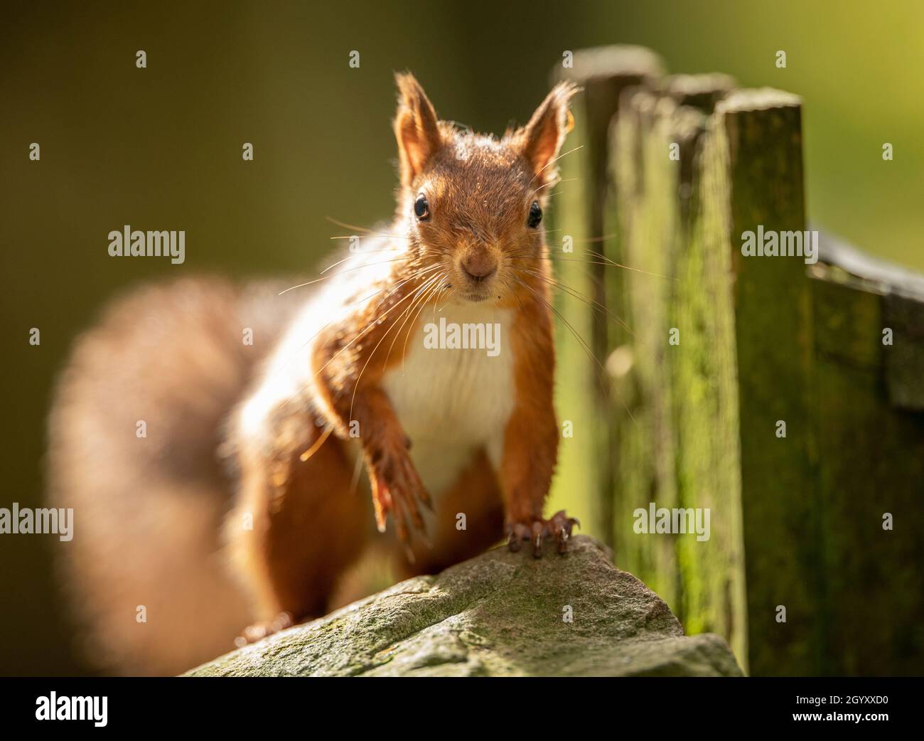Foto di archivio datata 27/10/19 di uno scoiattolo rosso. Secondo nuovi dati, il Regno Unito è uno dei paesi più poveri al mondo e potrebbe non avere abbastanza biodiversità per prevenire un crollo ecologico. Data di emissione: Domenica 10 ottobre 2021. Foto Stock
