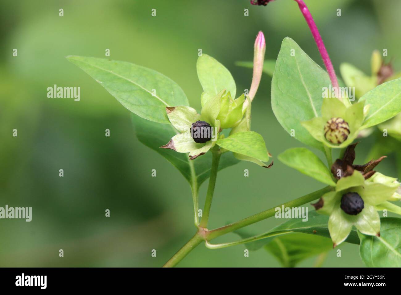 Un baccello nero con semi della pianta Foto Stock