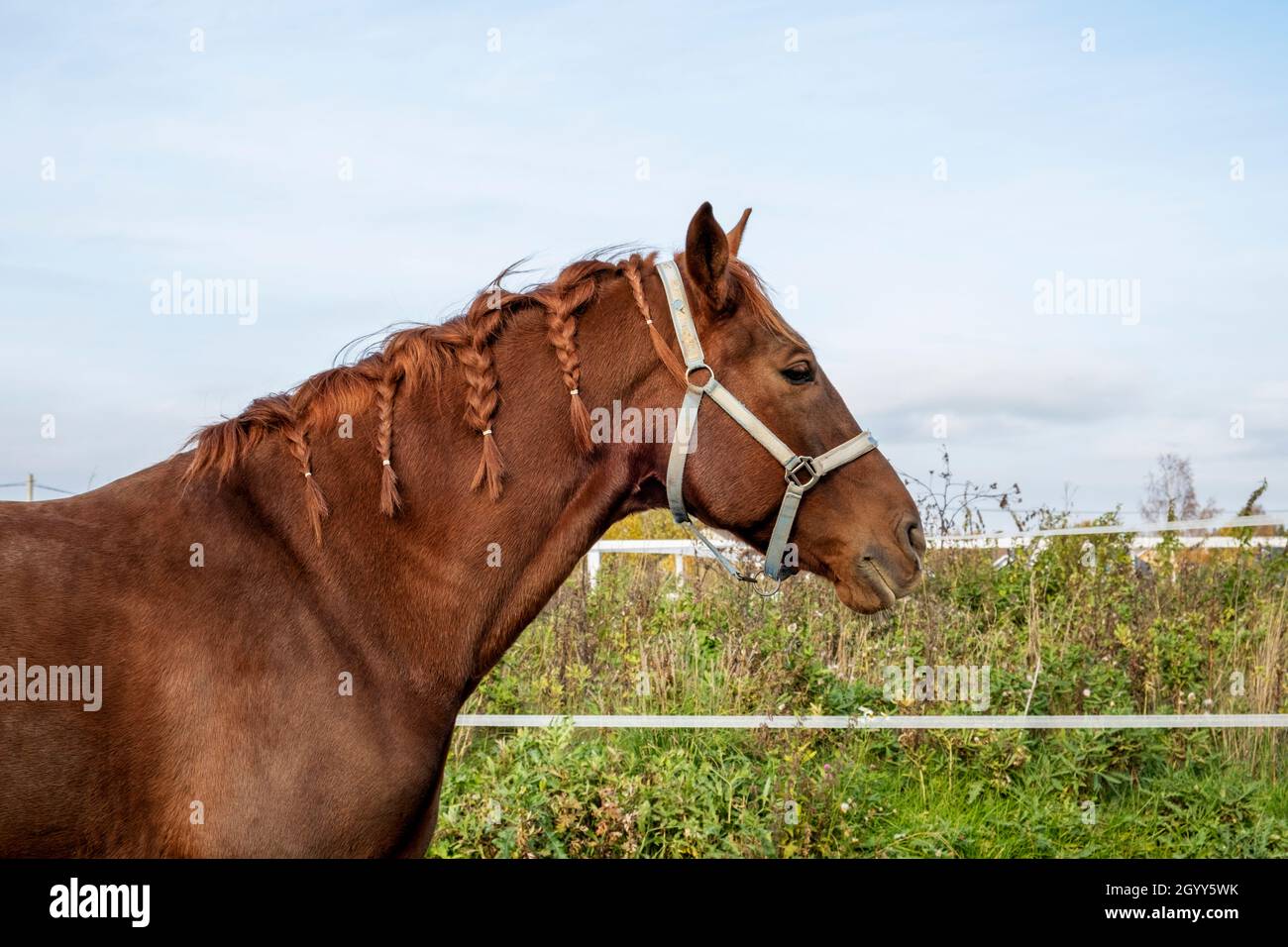 Primo piano della testa di cavallo marrone in piedi in paddock Foto Stock