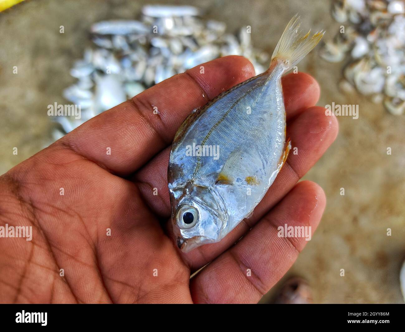 Una mano maschile che tiene un pesce sullo sfondo di un mucchio di pesci congelati Foto Stock