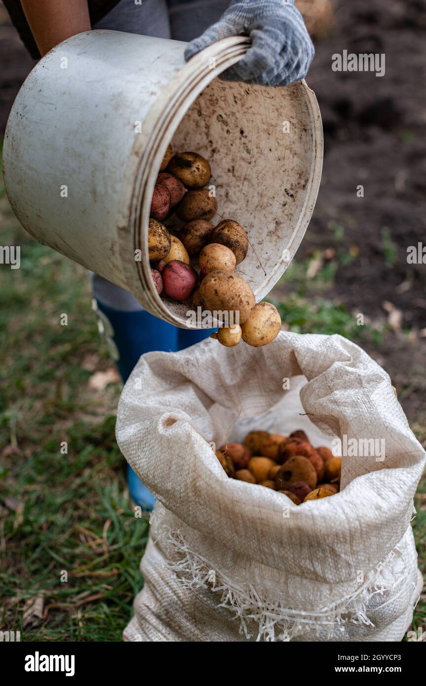 le patate appena scavate vengono versate da un secchio in un sacchetto di patate Foto Stock