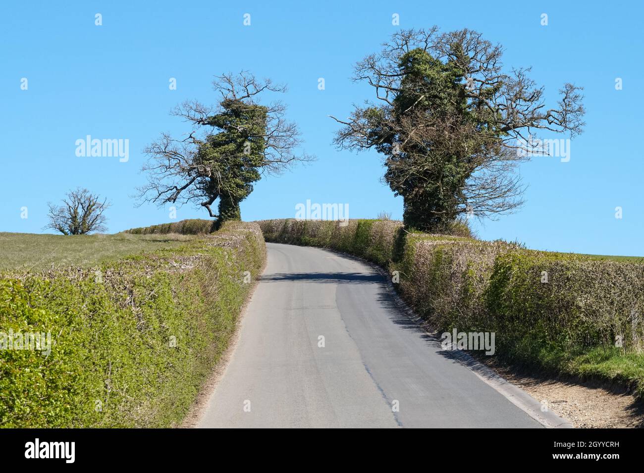 Strada di campagna stretta con siepi e alberi su entrambi i lati in Hertfordshire Inghilterra Regno Unito Foto Stock