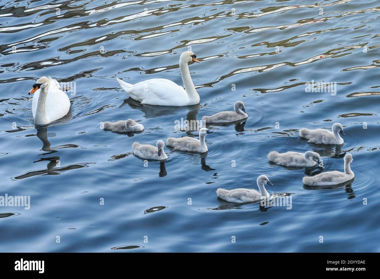 Famiglia di cigni muti con otto cigneti che nuotano su un fiume Foto Stock