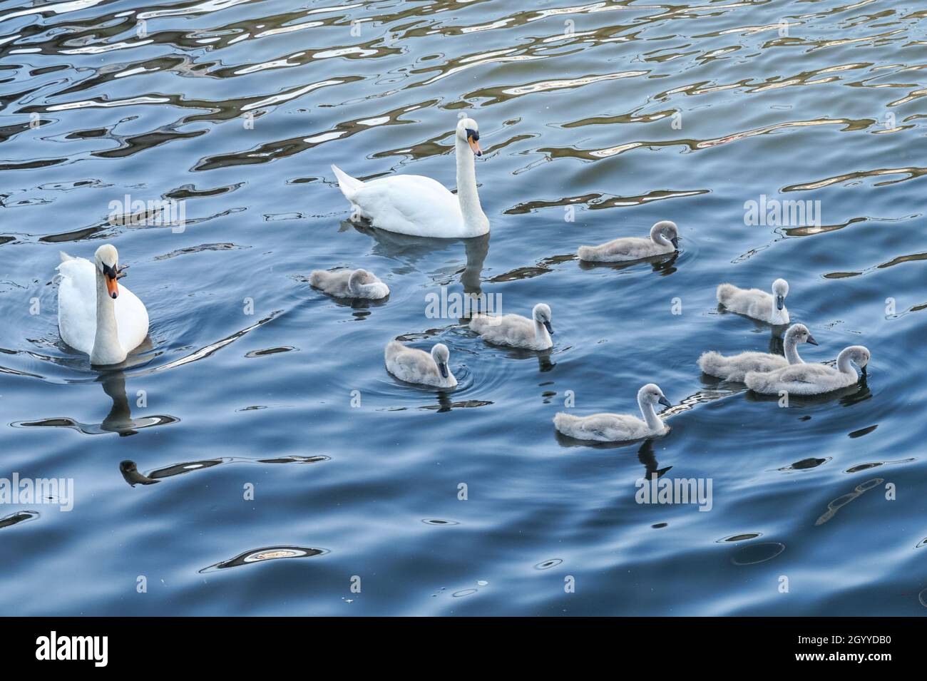 Famiglia di cigni muti con otto cigneti che nuotano su un fiume Foto Stock