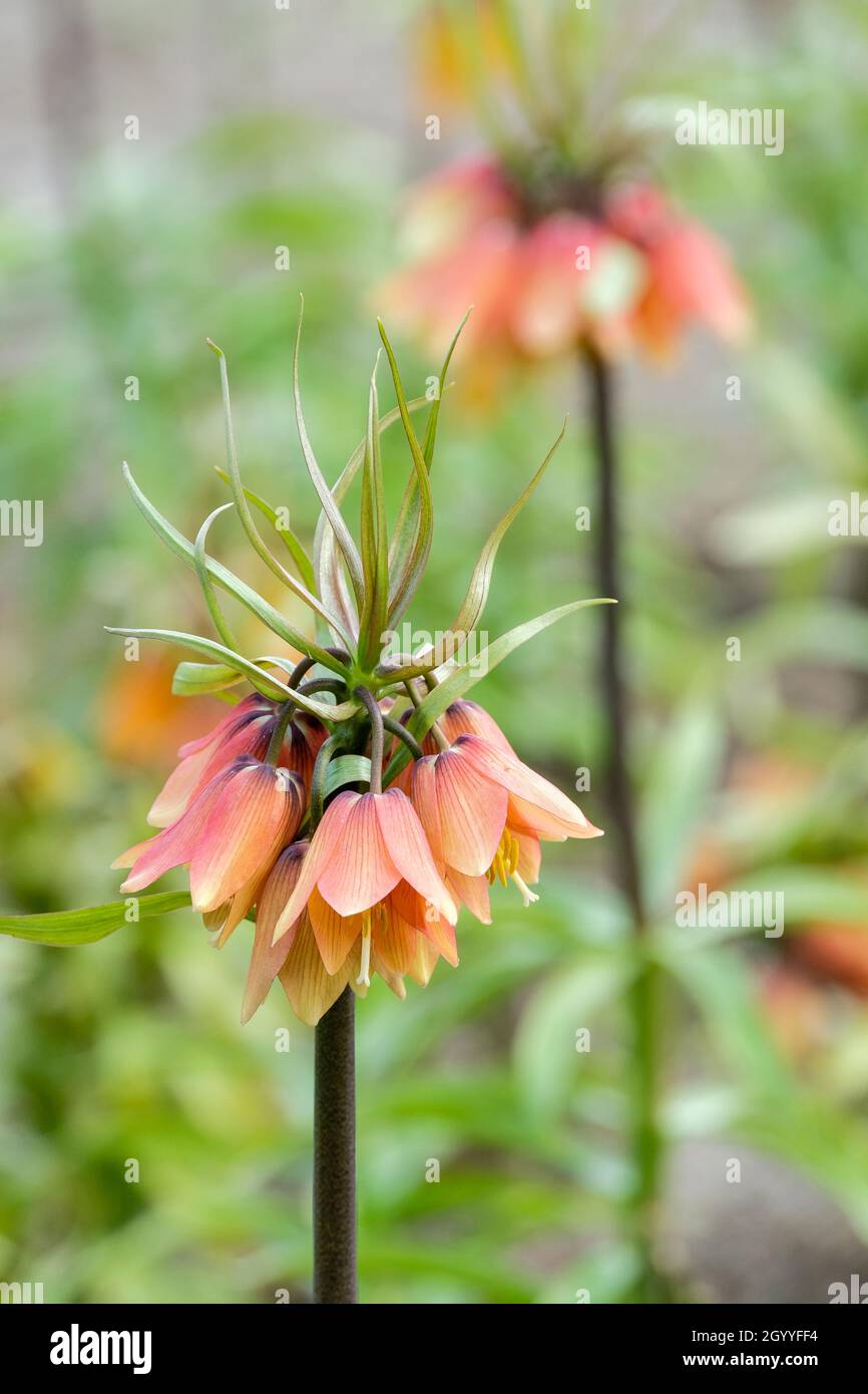 Fritillaria imperialis 'Early Fantasy', Crown Imperial 'Early Fantasy'. Una delicata sfumatura di fiori di albicocca a fine inverno/inizio primavera Foto Stock