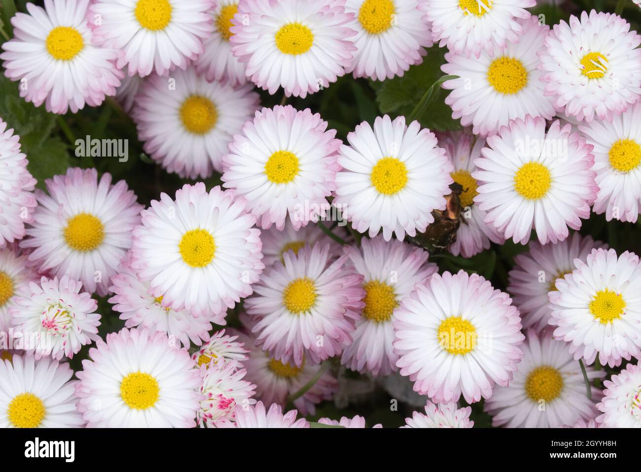 Biancheria da letto primaverile di una margherita inglese fiorita, Bellis perennis nel Nord Europa. Foto Stock