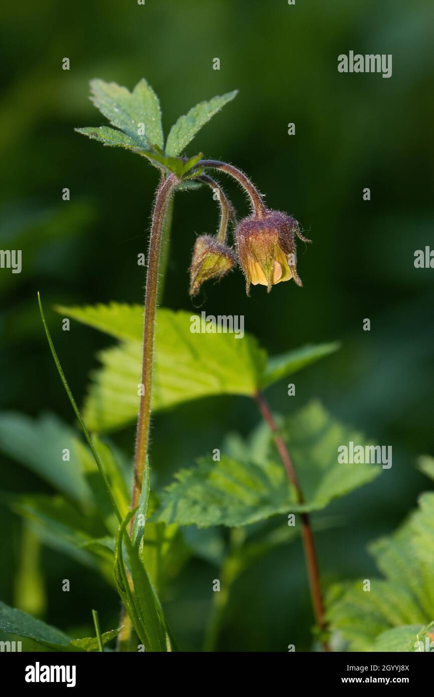 Una sola acqua fioriture avens, Geum rivale su un prato allagato estone. Foto Stock