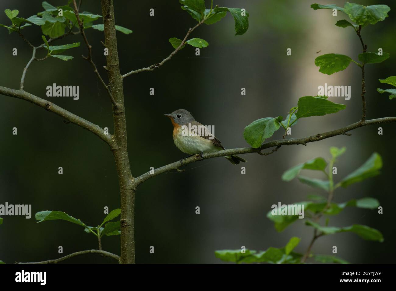 Ficidula parva arroccata in una vecchia foresta in Estonia, Nord Europa. Foto Stock