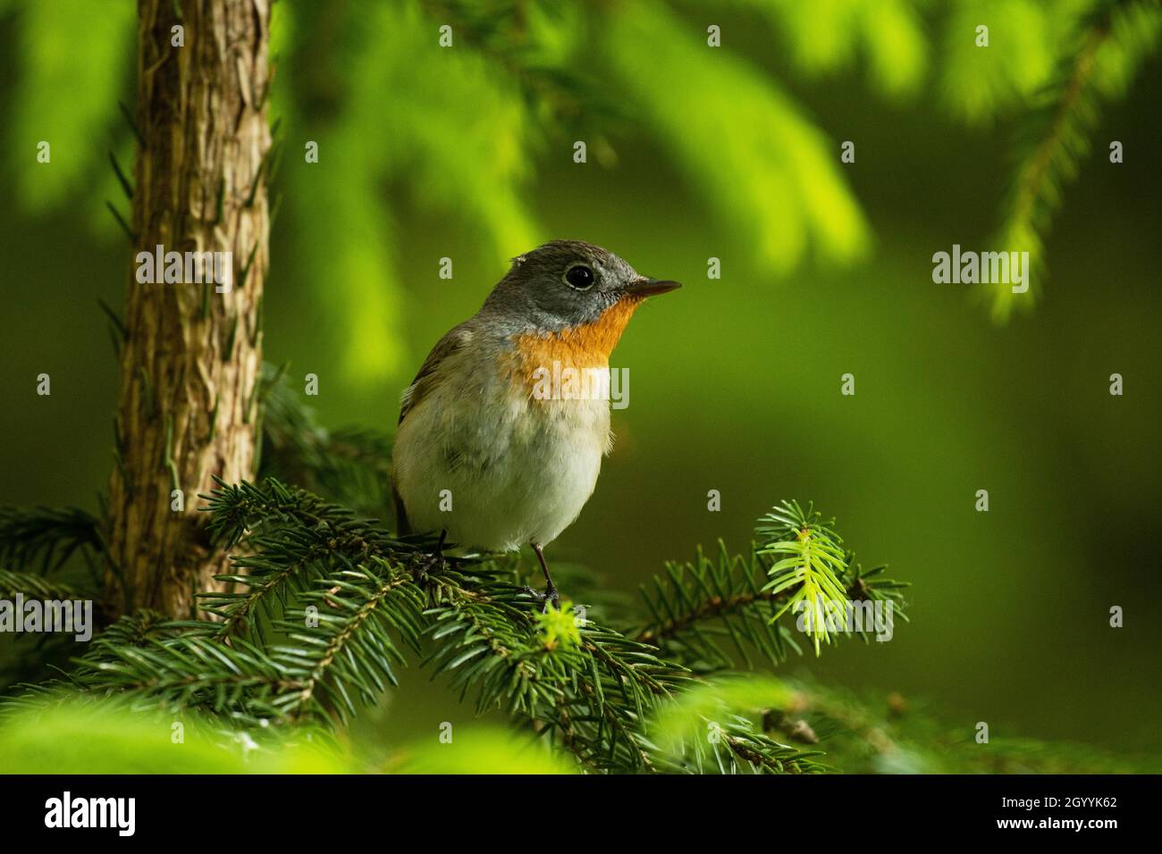 Ficidula parva arroccata in una vecchia foresta in Estonia, Nord Europa. Foto Stock