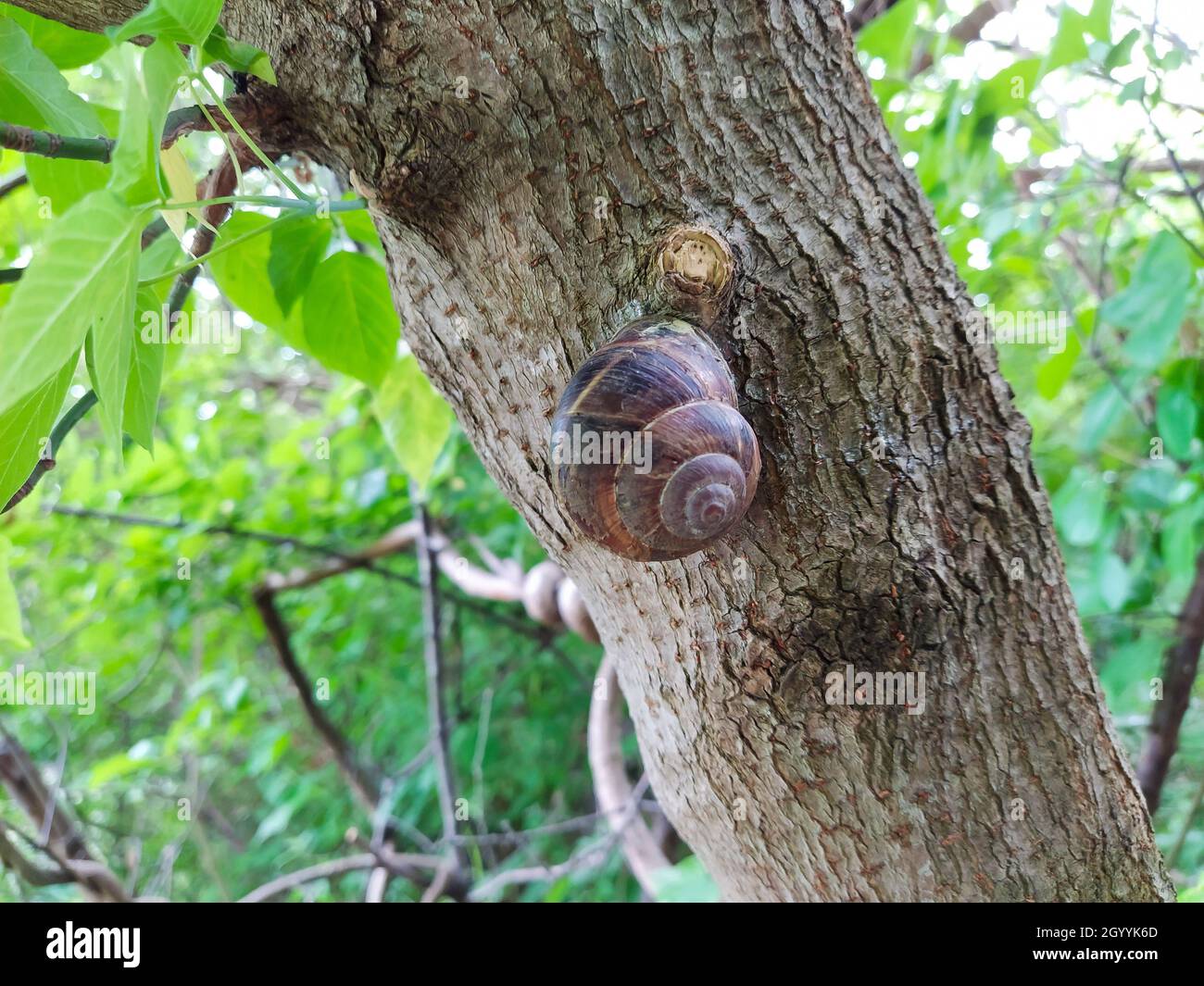 Grande lumaca marrone su un albero Foto Stock