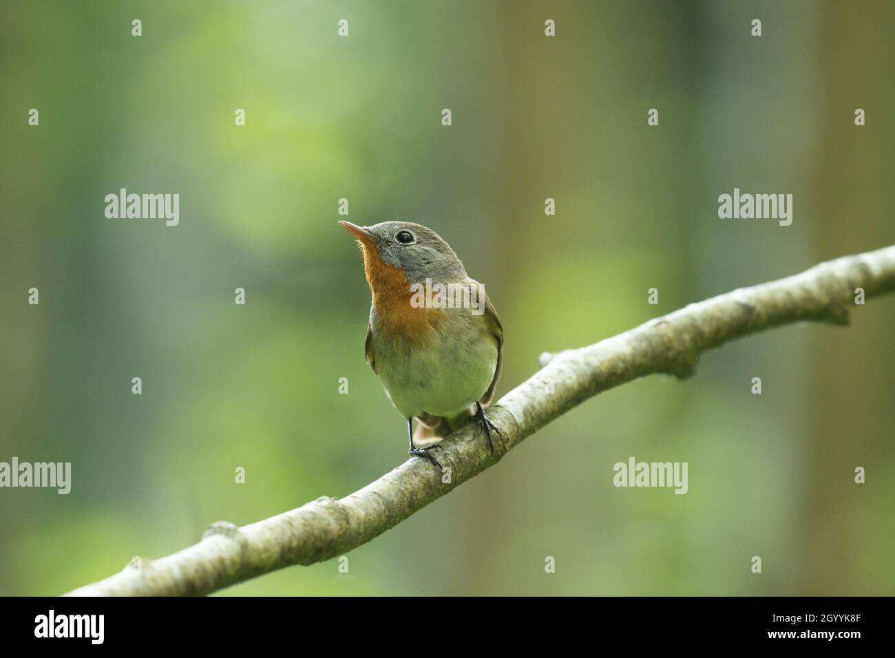 Ficidula parva arroccata in una vecchia foresta in Estonia, Nord Europa. Foto Stock