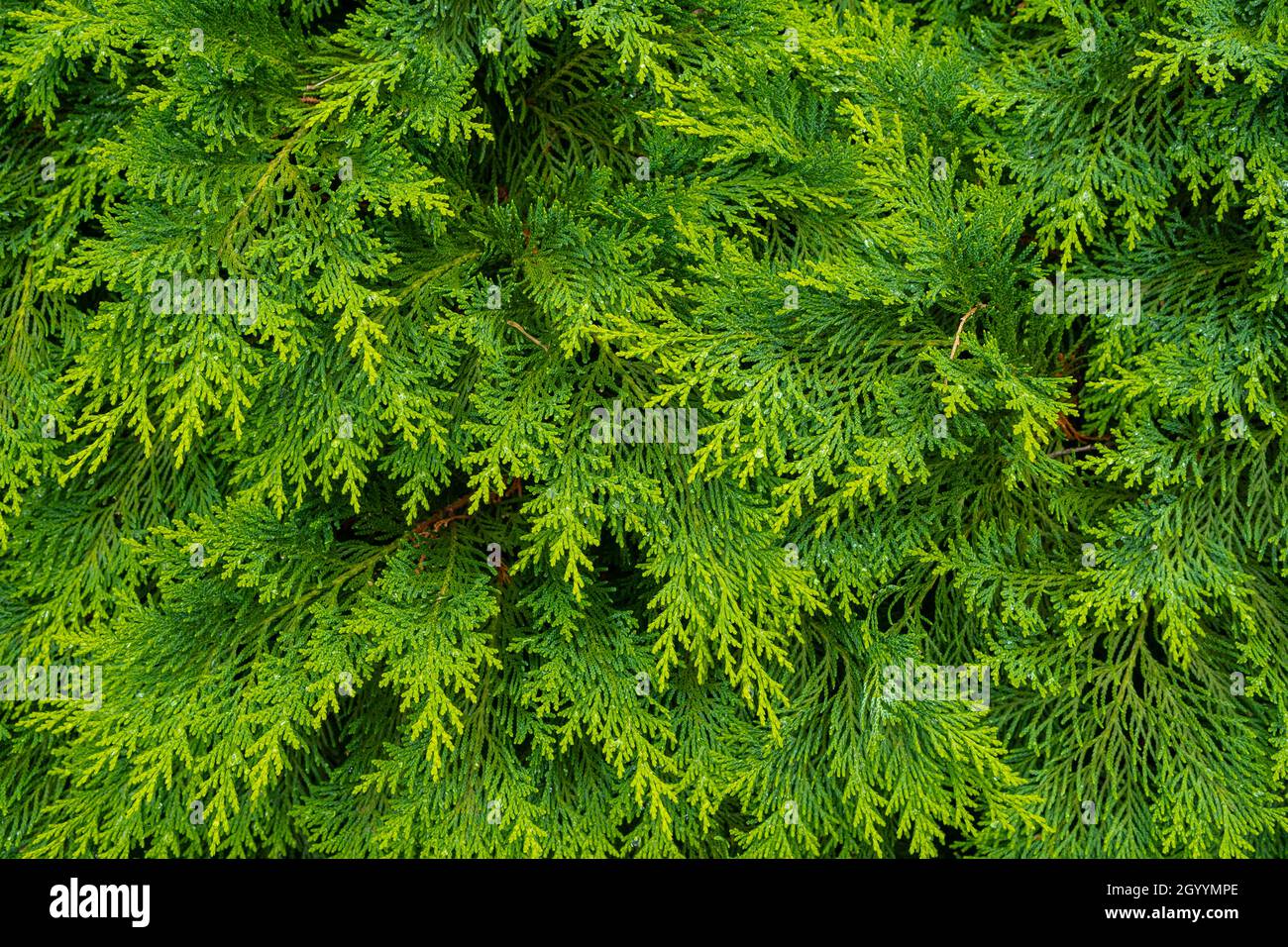 Foglie di pino verde fresco. Arborvitae orientale. Thuja Orientalis (noto anche come Platycladus Orientalis). Texture background foglia per disegno fogliame patt Foto Stock
