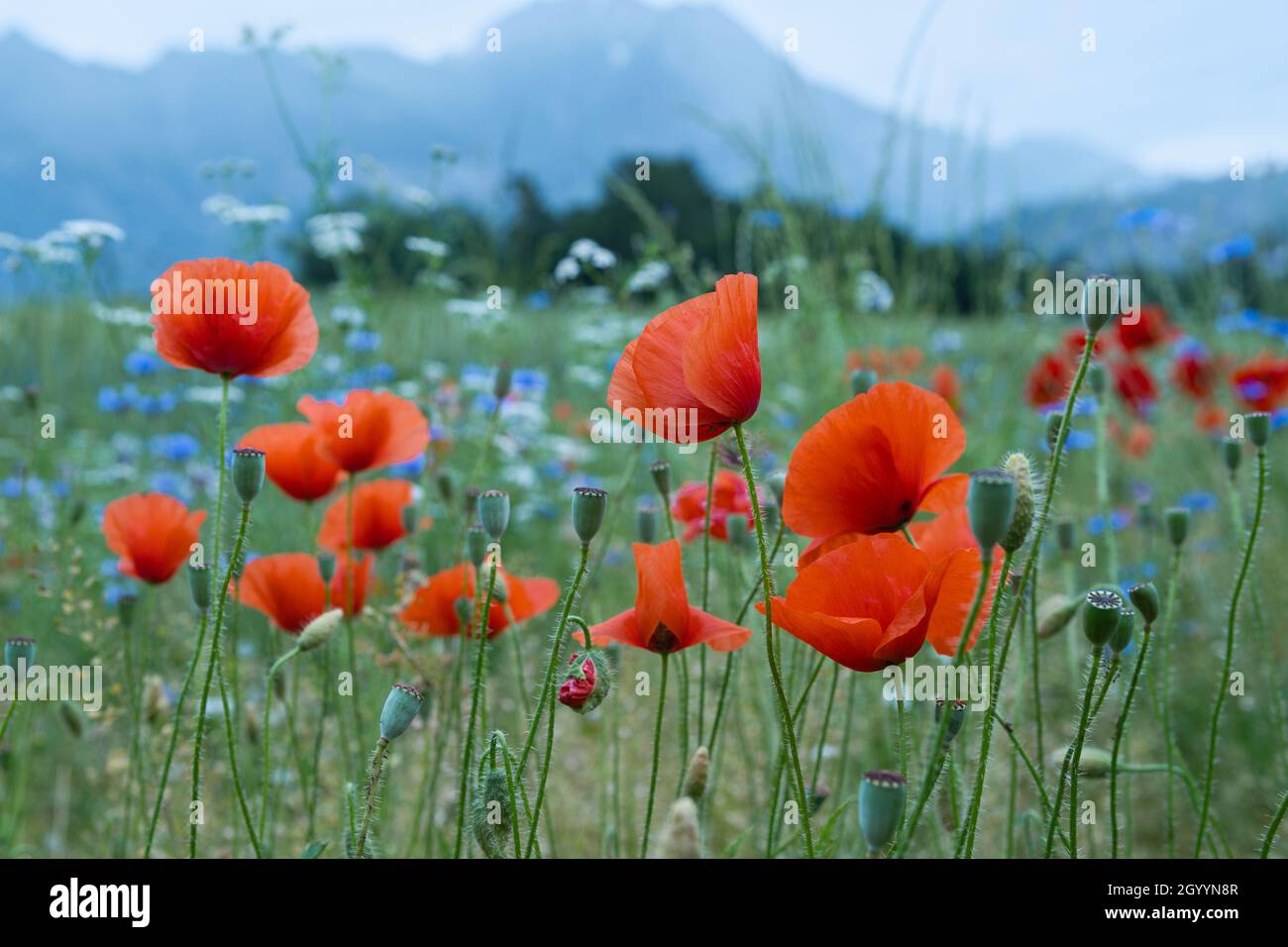 Bellissimi papaveri rossi e fiori di mais blu in un campo in una giornata estiva soleggiata. (Papaver Rhoeas, Flanders Poppy, Centaurea cyanus) Foto Stock