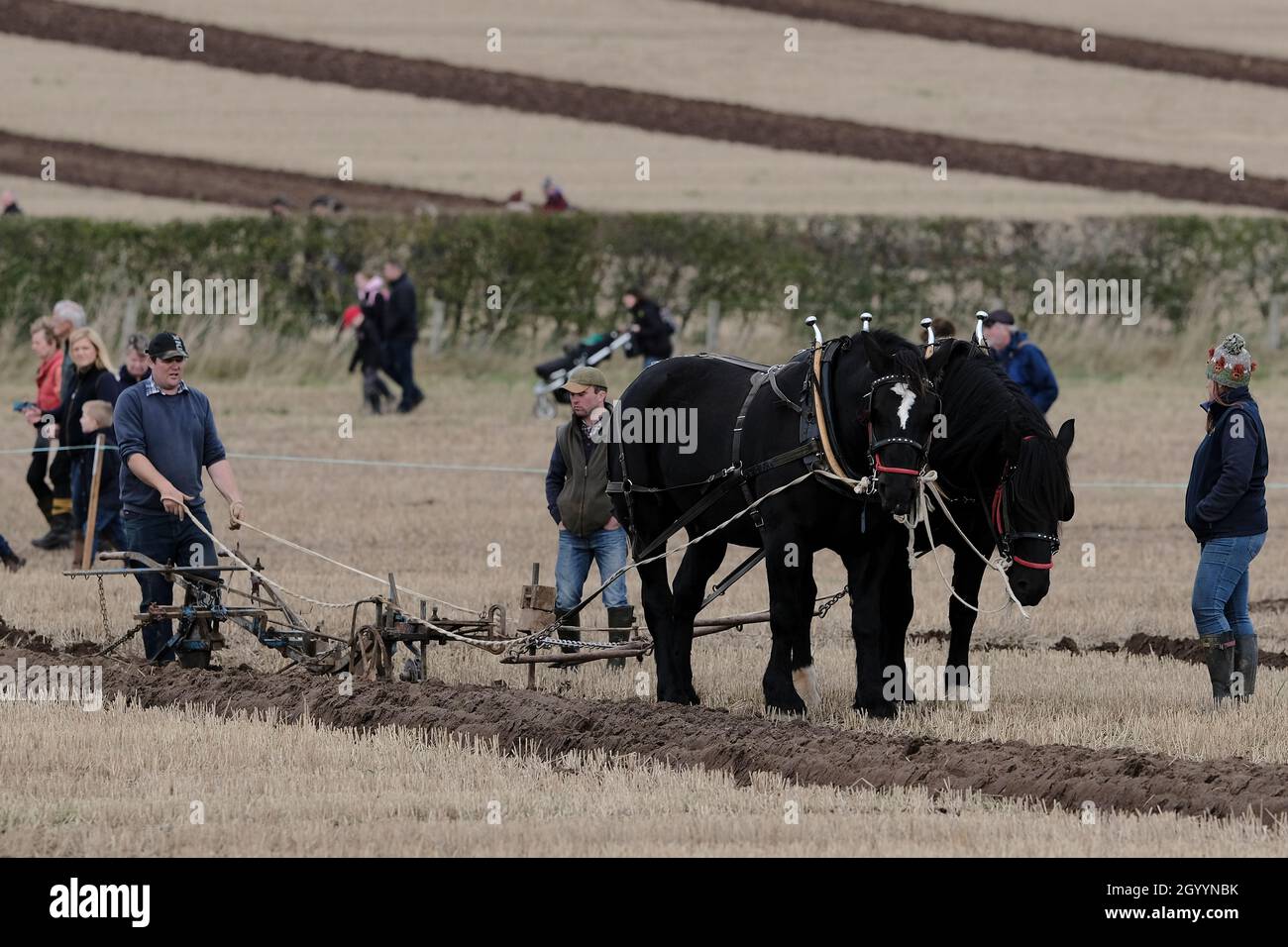 Mindrum, Northumberland, Regno Unito. 10 Ott 2021. 70° British National Plowing Championships & Country Festival, Mindrum, UK Heavy Horse Class, aratura in corso durante l'evento. Si svolge il 70° campionato, annullato a causa del Covid-19 dello scorso anno. Una varietà di classi di trattori e aratri trainati a cavallo e a mano gareggiano per vincere premi durante l'evento di due giorni. Credit: Rob Grey/Alamy Live News Foto Stock