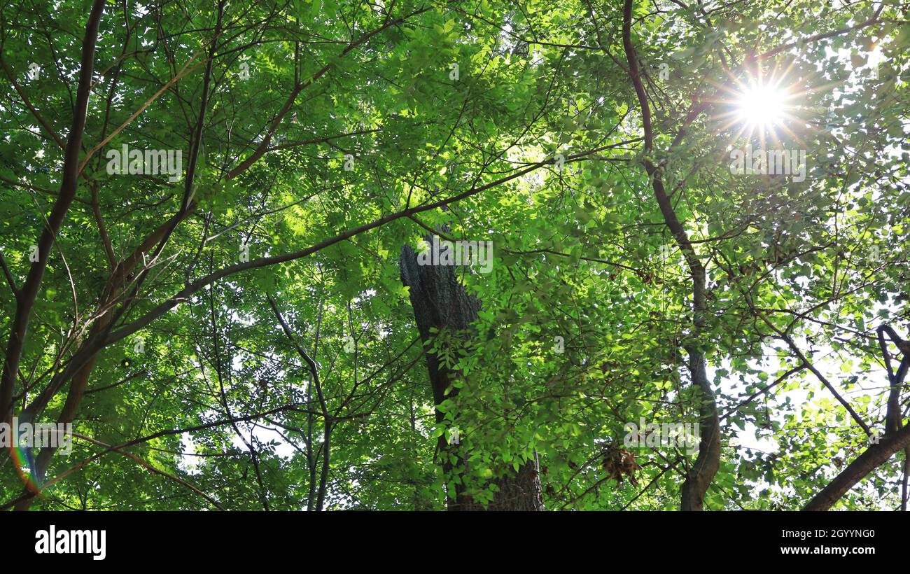 Alberi e il cielo sopra con un'immagine luminosa che mostra attraverso le foglie degli alberi Foto Stock